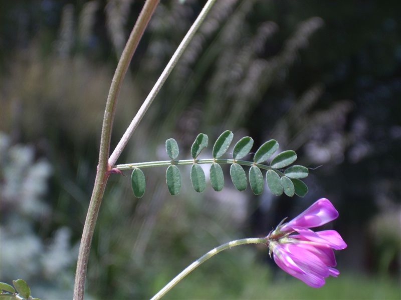 Sulla capitata (=Hedysarum glomeratum) / Sulla glomerata